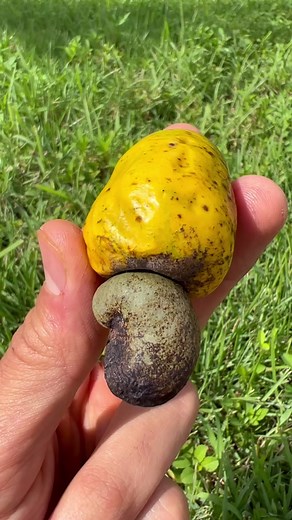 Delicious Cashew Fruit: Taste like Mango and Bell Peppers! 🤯