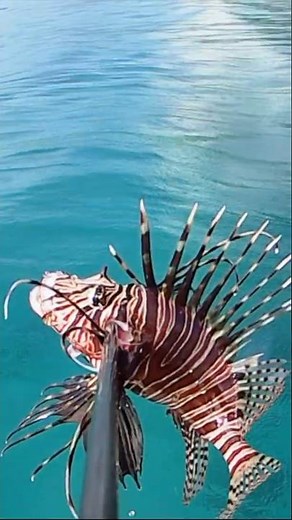 Cleaning Venomous Lionfish for Dinner