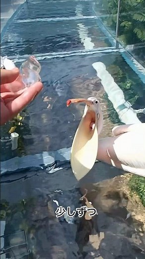 【モモイロペリカン】口の中で氷を転がすシュガー【サンシャイン水族館】#shorts #水族館
