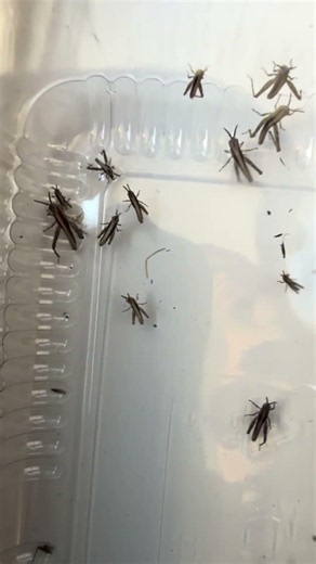 Nymphs of the common field grasshopper #biology #insects #nature