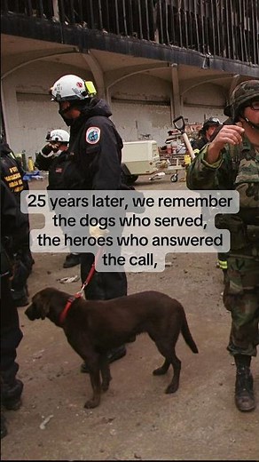 The Dogs of 9/11: Courage, Loyalty & Service | 25 Years Later #neverforget #september11th #dogsof911