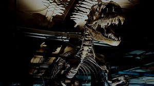 Sir David Attenborough explores London’s Natural History Museum and meets some of the most extraordinary creatures from the past. Nature | PBS "Museum Alive with David Attenborough" airs tonight at 8 p.m. | Georgia Public Broadcasting