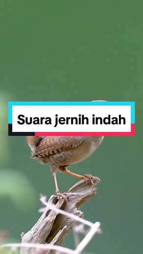 Suara Burung Sikatan: Kicau Indah dari Alam Liar