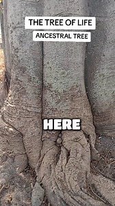1. “Baobab isn’t just a tree — it’s ancestral medicine 🌳✨ Loaded with vitamin C, fiber, calcium & iron. Nature really did its thing.” 2. “The tree of life 🌍 Baobab boosts immunity, heals the gut, strengthens bones & feeds the soul.” 3. “If Africa had a superfruit crown, baobab would wear it 👑🌿 Energy. Immunity. Digestion. Glow.” 4. “Your gut will thank you. Your skin will glow. Your body will thrive. Baobab does THAT.” 5. “Ancient wisdom in a modern world 🌳 Baobab nourishes from the inside 