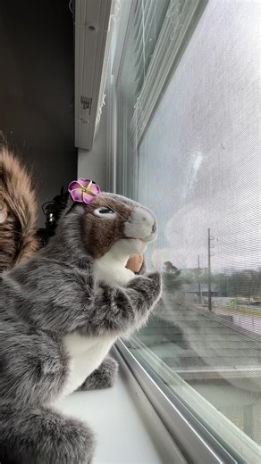 Dancing Squirrel: Adorable Moves to Lift Your Spirits