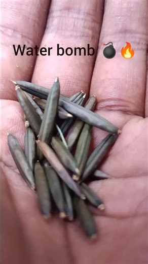 Nature's water bomb 💣🔥..#waterbomb #plants #viralshorts #shorts