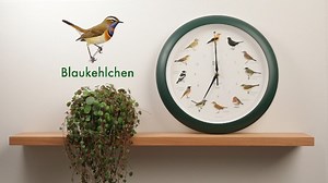 Singvögel Namen mit Liedern