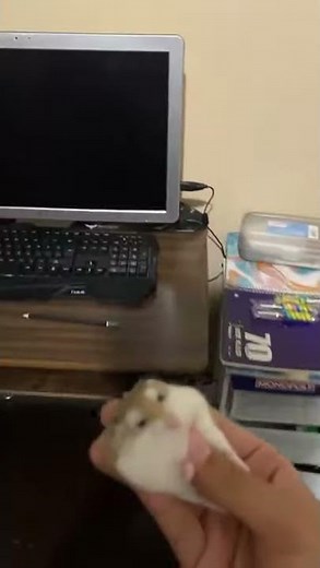 Diamond Tester ICE MEME (FUNNY)