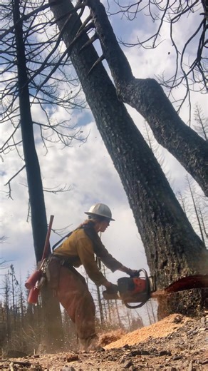 Domino Tree Felling: Female Arborists in Action