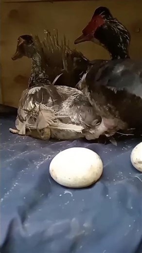 funny moment of ducks mating and laying eggs 🤣🤗 #shorts