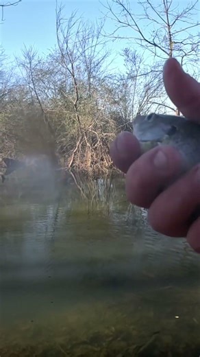Ultralight creek fishing