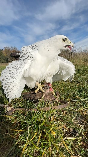 Bílá nádhera. Minulý týden to krasavice Sørdya ve vodorovném letu ,,solila” krásných 181km/hod. Při váze 1,5 kg je to celkem masakr. Sokol lovecký (Gyrfalcon)💖 | Zayferus - dravci