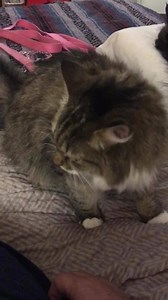 44 reactions · 16 comments | I've been letting mommy pet me a lot more but then as much as she did to make us feel comfortable it still isn't our palace we are used to | Princess Fiona | Facebook