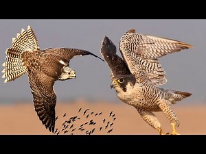 Peregrine Falcon- The 240mph Feathered Bullet