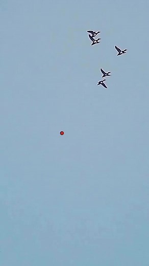 19K views · 151 reactions | Shotkam 閭 #waterfowlhunting #duckseason #hunting #waterfowl #fbreels #bowhunting #viralreelsfb | DUCKS HUNTE R | Facebook