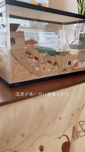 可愛いハムスターの大掃除待ちの様子