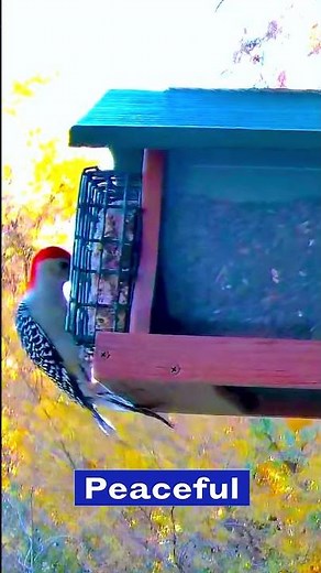 This 24/7 Live Bird Feeder Cam Is The Most Relaxing Thing You'll Ever Watch