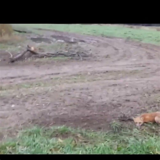 Trapping A Double Red Fox , NICE ! #DukeTraps #Coyotes #Barking #RedFox #Dirthole