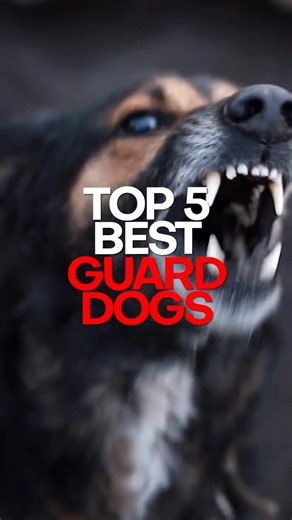 129K views · 4.8K reactions | In this video, we’re counting down the 홏홊홋 5 혽홀홎홏 홂홐혼홍혿 혿홊홂홎. These breeds are known for their protective nature and loyalty, making them excellent choices for families looking for a pet that can also provide added security. From powerful Rottweilers to intelligent German Shepherds, we’ll introduce you to some of the most fearless protectors in the dog world. | The Bully View | Facebook