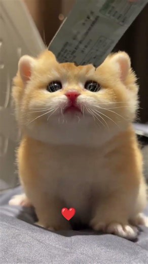 suara anak kucing . bikin gemes #cats #cute