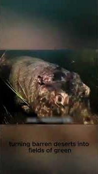 "Why Hippopotamus Is Called the Architect of Rivers | Hidden Role of Hippos in Nature",