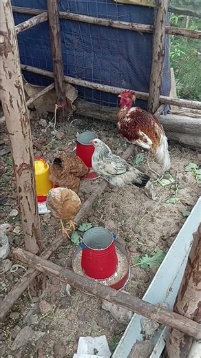 Inside the World of Chicken Farming | Amazing Poultry Facts