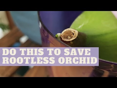 How To Save Orchids WITHOUT ROOTS | ROOTLESS Phalaenopsis Orchids