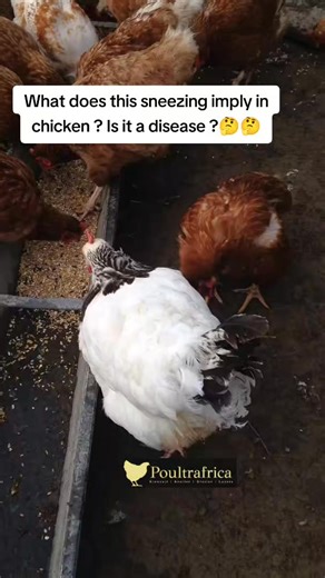 SEE the CAUSE and EFFECTS of sneezing in chicken. Is it normal or a warning sign? Sneezing in Chickens: Normal or Dangerous? 🤧🐔 Not every sneeze means disease—but ignoring the wrong sneeze can cost your flock. ✅ When Sneezing Is Usually Normal Occasional sneezing can happen due to: Dusty litter or feed Dry weather Coop cleaning Mild environmental irritation 👉 If the chicken is active, eating well, and alert, an occasional sneeze is usually harmless ⚠️ When Sneezing Is a Warning Sign Be carefu