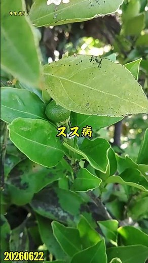 【ハゴロモ被害】キンカン【スス病】 #スス病 #チュウゴクアミガサハゴロモ