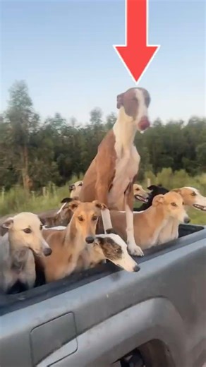 These Dogs Are a Farmer’s Secret Weapon 🐶🌾
