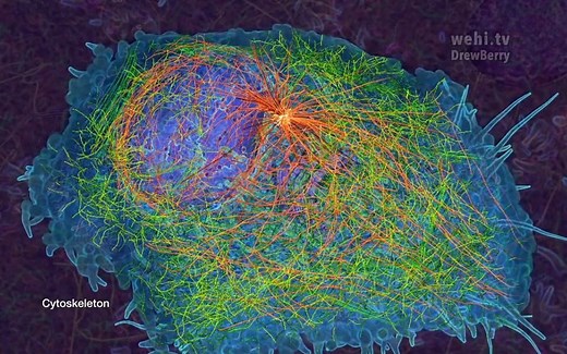 细胞骨架-Cytoskeleton