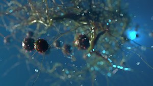 various viruses flying in space . simulation of viruses and other forms of bacteria