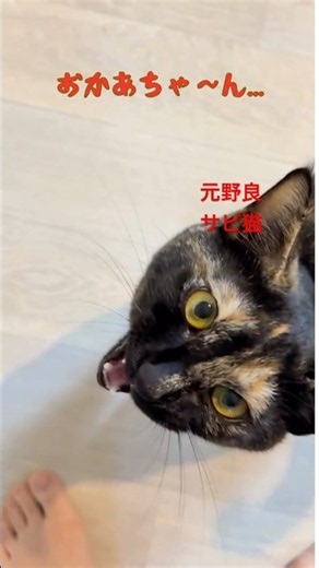 【保護猫】サビ猫。眠いのに、なぜか寝ない…😴 続きは本編へ🐈‍⬛