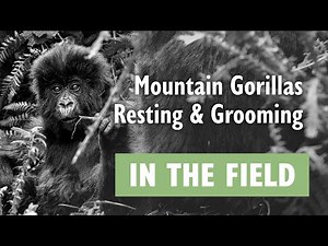 Mountain Gorillas Resting and Grooming