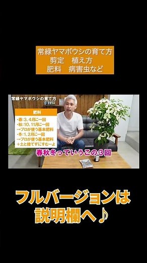 常緑ヤマボウシの育て方 剪定、植え方、肥料、病害虫など#Shorts