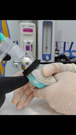 Nature Geography | How is anesthesia applied to pet birds? Anesthesia is applied to a budgie before surgery #bird #birdlovers #budgie #pet #cuteanimals... | Instagram