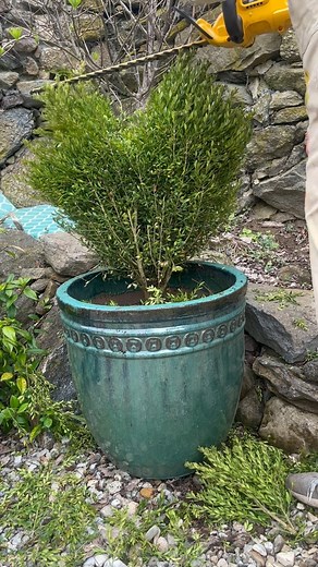 Been so intrigued by topiary! It’s really almost a lost art even in the gardening world. The idea of cutting up plants to form living statues is mind blowing as much as it daunting. Last year I started with a heart from a box. I don’t think I’ll ever be a master topiary artist, like @gardencowboy but some day I hope to get really wild with it. #gardening #topiarytuesday #topiarygardens #gardensculpture #topiary | Abigail Brower Spath