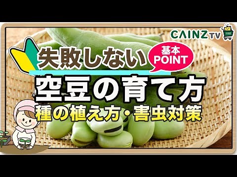 そらまめの育て方｜空豆の栽培方法（ソラマメの種植えのポイント！）害虫対策はコメント欄で【カインズ家庭菜園】