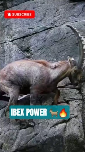 Ibex Power 😱 | Pahari Bakri Ka Impossible Jump | Mountain King 🏔️#Ibex #PahariBakri #Shorts #Viral