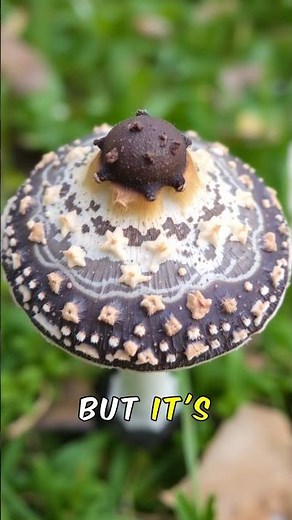 Corpse Mushroom: The Haunting Fingers of the Forest