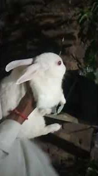 Baby Bunny Screaming is live!