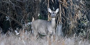CWD detected in a wild Shawano County deer