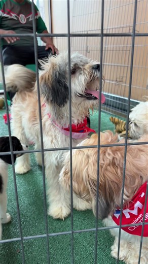 Adopt a Rescue Puppy Today!