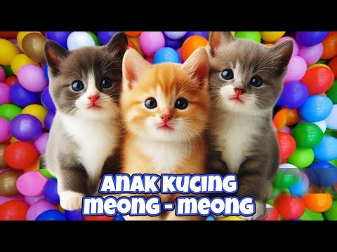 ANAK KUCING MEONG MEONG‼️ ANAK KUCING GEMOY‼️KUCING MEONG MEONG #kucinglucu #77