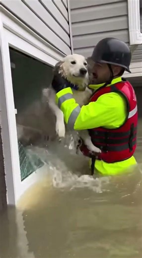 Wide exterior home cam Animal Condition Dog visible through basement window Water chest high