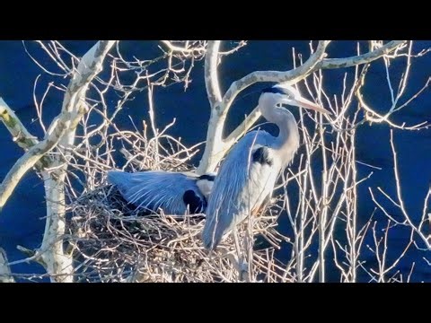 Great Blue Heron Nestlings: Eggs in the Nest Episode 5