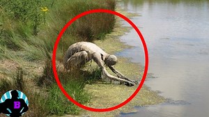Dentro del mundo de lo paranormal, criaturas extrañas y terribles llenan cuentos e historias de horror, estas nunca se han dejado ver hasta ahora que he recopilado desde mi correo los vídeos más sorprendentes donde se asegura... fueron registradas criaturas imposibles. Soy Breakman y es hora de tomarse un Break. Mis Redes: https://twitter.com/RealBreakman https://www.instagram.com/realbreakman https://www.youtube.com/breakman ---------------------- Para asuntos comerciales (For Business): contac