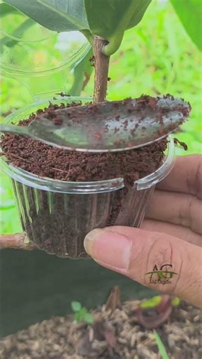 Propagating a water apple tree using the air layering technique #airlayering #gardening