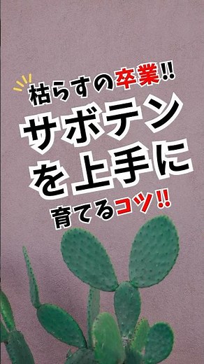 枯らすの卒業‼︎サボテンを上手に育てるコツ‼︎ #サボテン #多肉 #多肉の育て方 #観葉植物育て方 #多肉植物