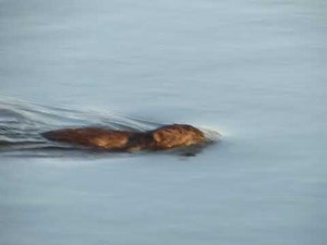 Muskrat on the move